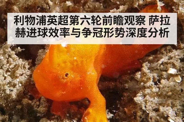 利物浦英超第六轮前瞻观察 萨拉赫进球效率与争冠形势深度分析